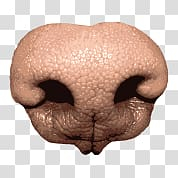 Brown animal nose, Dog Nose transparent background PNG clipart