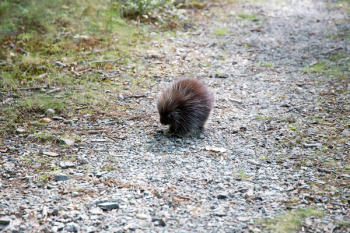 Brown Animal on Brown Rock Pathway Brown Animal on Brown Rock Pathway