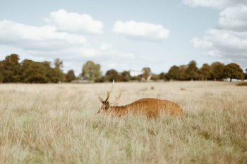 brown animal on grass field brown animal on grass field