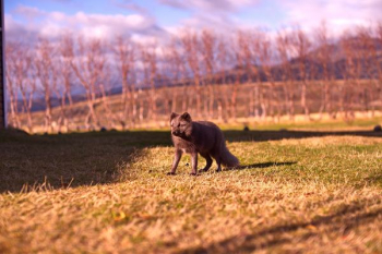 brown animal on lawn grass brown animal on lawn grass