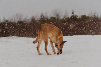 brown animal on snow surface brown animal on snow surface