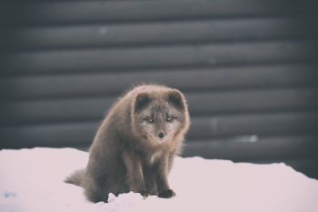 brown animal on the snow during daytime photography brown animal on the snow during daytime photography