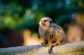 Brown Animal Sitting on Brown Tree Branch Brown Animal Sitting on Brown Tree Branch