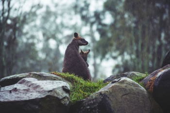 brown animal sitting on rock brown animal sitting on rock