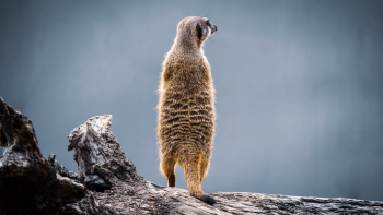 Brown Animal Standing On Tree Log Brown Animal Standing On Tree Log
