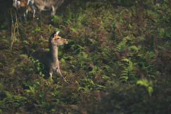 brown animal surrounded green plants