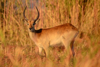 Brown Antelope Brown Antelope