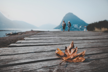 Brown Autumn Leaf on Wooden Dock Brown Autumn Leaf on Wooden Dock