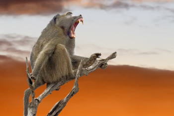 Brown Baboon Brown Baboon