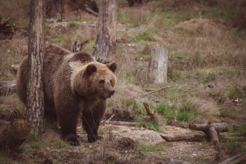 Brown Bear Brown Bear