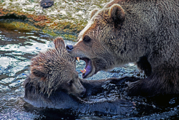 Brown Bear Brown Bear