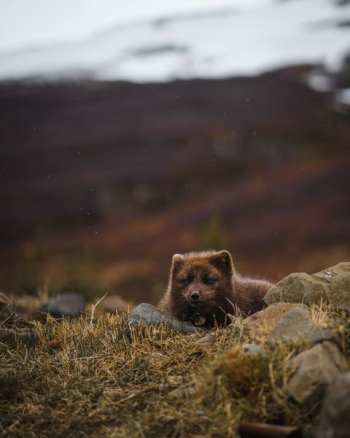 brown bear brown bear