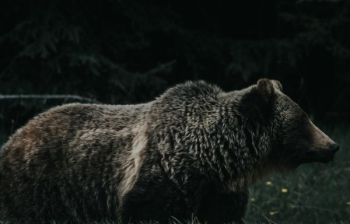 brown bear brown bear