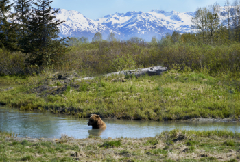 Brown Bear in the River Brown Bear in the River