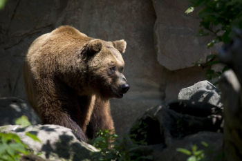 Brown Bear Near Green Plant Brown Bear Near Green Plant