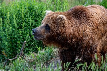 Brown Bear on Green Grass Brown Bear on Green Grass