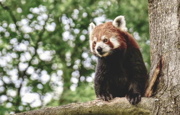 Brown Bear on Tree Branch Brown Bear on Tree Branch