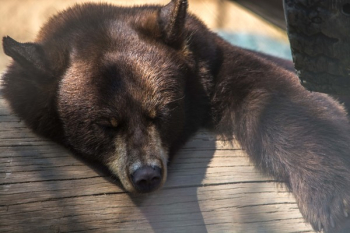 Brown Bear on Wooden Board Brown Bear on Wooden Board