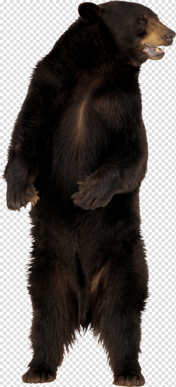 Brown Bear Png Image Brown Bear Png Image