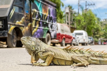brown bearded dragon brown bearded dragon