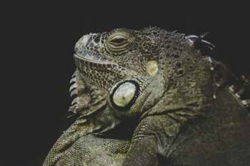 Brown Bearded Dragon Brown Bearded Dragon