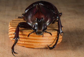 Brown Beetle Brown Beetle