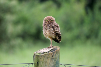 Brown Bird Brown Bird
