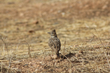 Brown Bird Brown Bird