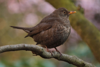 Brown Bird Brown Bird