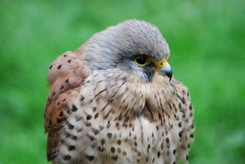 Brown Bird Brown Bird
