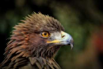 Brown Bird Brown Bird