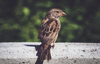Brown Bird Brown Bird