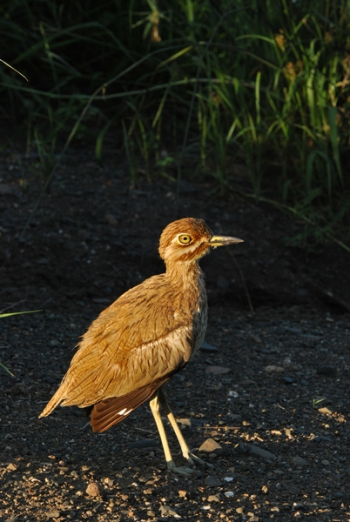 Brown Bird Near Grass Brown Bird Near Grass