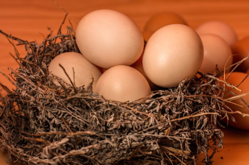Brown Bird Nest Brown Bird Nest