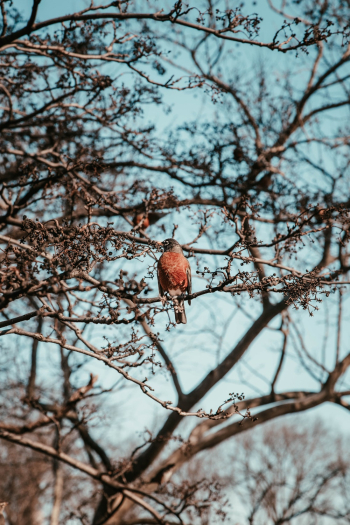 Brown Bird on Tree Brown Bird on Tree