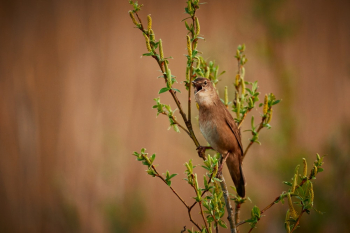 Brown Bird Perched Brown Bird Perched