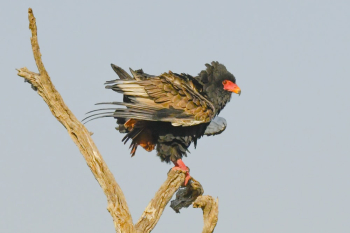 Brown Bird Perched on Wood Brown Bird Perched on Wood