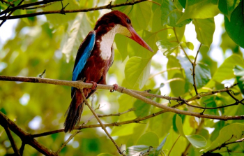 Brown Bird Perching on Tree Brown Bird Perching on Tree