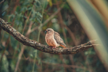 Brown Bird Perching on Tree Branch Brown Bird Perching on Tree Branch