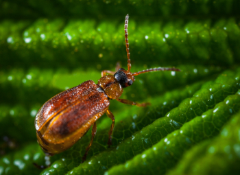 Brown Blister Beetle Brown Blister Beetle