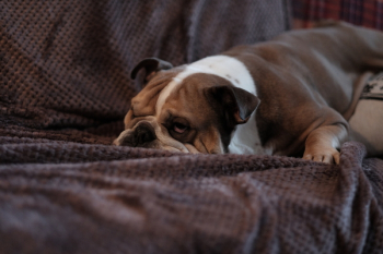Brown Bulldog on Sofa Brown Bulldog on Sofa