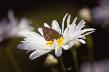 Brown Butterfly on Daisy Brown Butterfly on Daisy