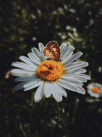 Brown Butterfly On Flower Brown Butterfly On Flower