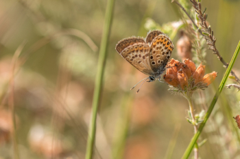 Brown Butterfly on Flower Brown Butterfly on Flower