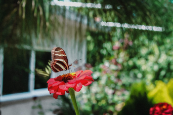 Brown Butterfly On Flower Brown Butterfly On Flower