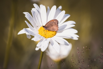 Brown Butterfly on White Daisy Brown Butterfly on White Daisy