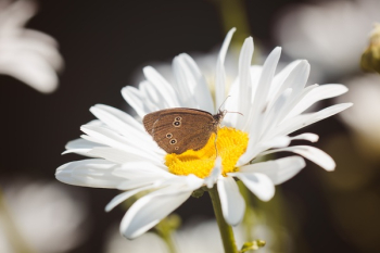 Brown Butterfly on White Flower Brown Butterfly on White Flower