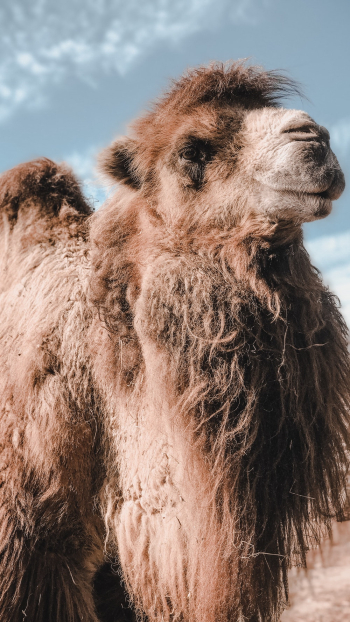 Brown Camel Brown Camel