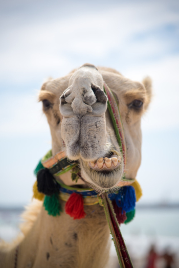 Brown Camel Brown Camel