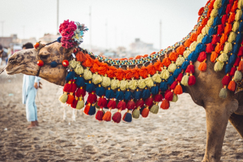 Brown Camel Brown Camel
